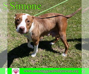 Simone - Female American Staffordshire Terrier-Unknown Mix Dog for Adoption - Photo #21