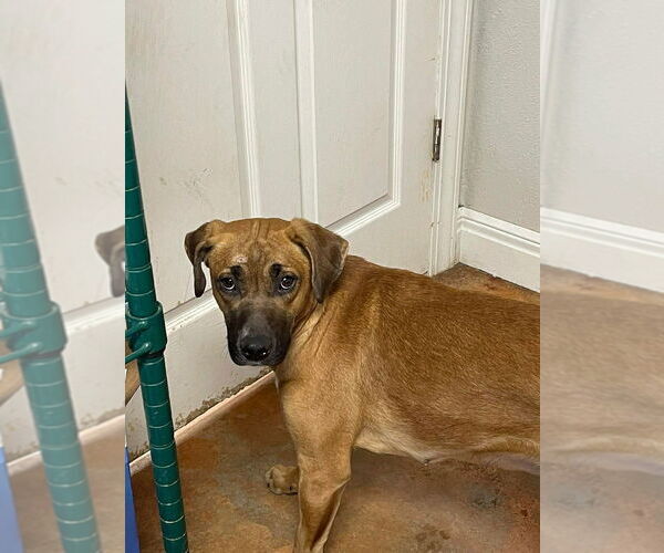 Medium Photo #2 Labrador Retriever-Unknown Mix Puppy For Sale in Bolivar, MO, USA