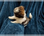 Small Photo #7 Shih Tzu Puppy For Sale in THE WOODLANDS, TX, USA