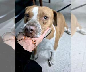 American Staffordshire Terrier-Unknown Mix Dogs for adoption in San Antonio, TX, USA