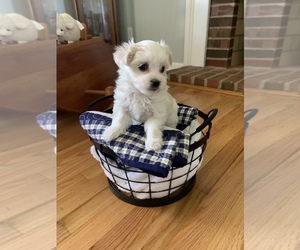 Morkie Puppy for sale in GROTTOES, VA, USA