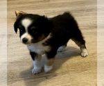 Small #8 Miniature Australian Shepherd