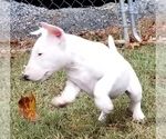 Small #4 Bull Terrier