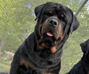 Father of the Rottweiler puppies born on 11/22/2024