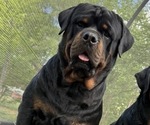 Small Photo #1 Rottweiler Puppy For Sale in BOWLING GREEN, KY, USA