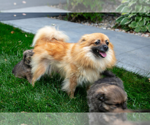 Mother of the Pomeranian puppies born on 09/12/2025