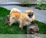 Small Photo #1 Pomeranian Puppy For Sale in SHIPSHEWANA, IN, USA