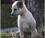 Small Photo #3 Australian Shepherd-Unknown Mix Puppy For Sale in Southbury, CT, USA