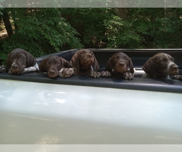 Medium Photo #9 German Shorthaired Pointer Puppy For Sale in COLUMBIA, KY, USA