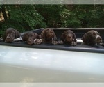 Small #8 German Shorthaired Pointer