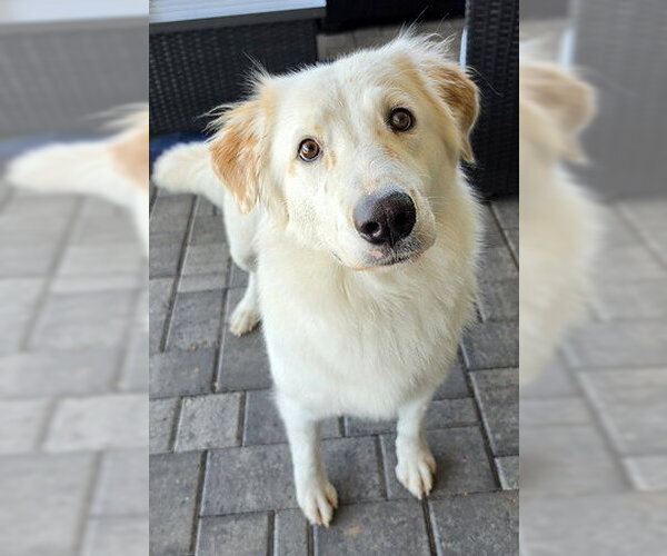 Medium Photo #2 English Setter-Golden Retriever Mix Puppy For Sale in Glendale , AZ, USA