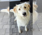 Small Photo #2 English Setter-Golden Retriever Mix Puppy For Sale in Glendale , AZ, USA