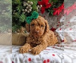 Small Photo #6 Cock-A-Poo-Poodle (Miniature) Mix Puppy For Sale in NOTTINGHAM, PA, USA