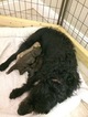 Small Photo #3 Labradoodle Puppy For Sale in CLAY, PA, USA