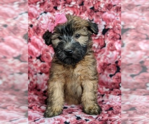 Soft Coated Wheaten Terrier Puppy for sale in PARADISE, PA, USA