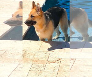 German Shepherd Dog-Unknown Mix Dogs for adoption in Chandler, AZ, USA