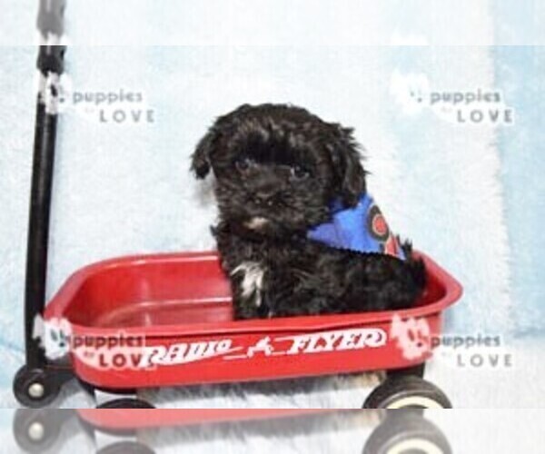 Medium Photo #18 Maltipoo Puppy For Sale in SANGER, TX, USA