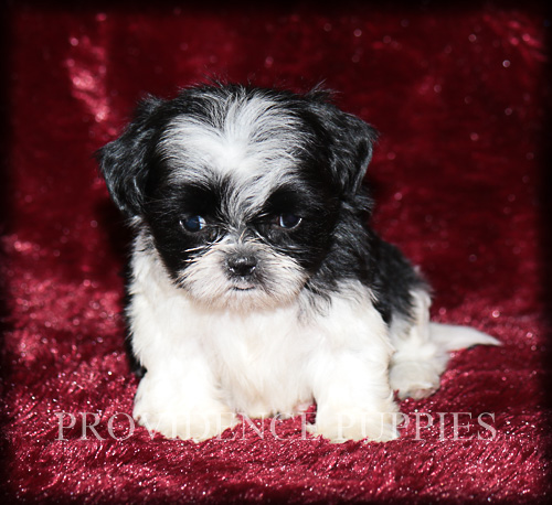 Medium Photo #1 Shih Tzu Puppy For Sale in WAYLAND, IA, USA