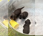 Small #13 YorkiePoo