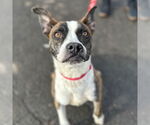 Small #12 Boxer Mix