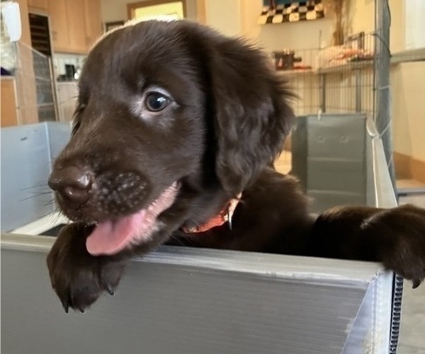 Medium Photo #6 Flat Coated Retriever Puppy For Sale in LAHAINA, HI, USA