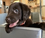 Small #5 Flat Coated Retriever