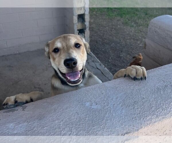 Medium Photo #3 Mutt Puppy For Sale in phoenix, AZ, USA