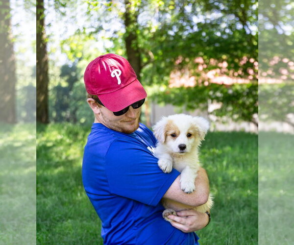 Medium Photo #2 Great Pyrenees-Unknown Mix Puppy For Sale in Unionville, PA, USA