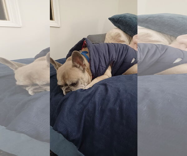 Medium Photo #5 French Bulldog Puppy For Sale in St. Louis Park, MN, USA