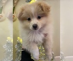 Small Photo #4 Pomeranian Puppy For Sale in FAIRFIELD, CA, USA
