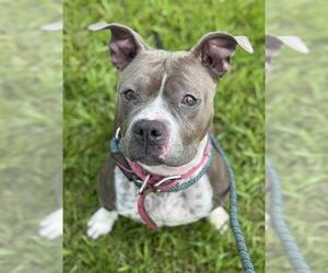 American Staffordshire Terrier Dogs for adoption in Fort Lauderdale, FL, USA