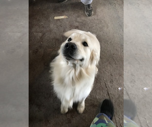 Medium Photo #79 English Cream Golden Retriever Puppy For Sale in NORTHWOOD, OH, USA