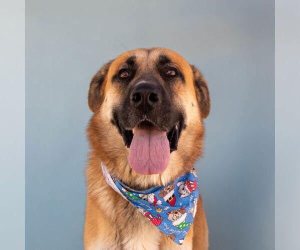 Medium Photo #1 Anatolian Shepherd-Unknown Mix Puppy For Sale in Pasadena, CA, USA