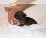 Small Photo #12 Poodle (Toy)-YorkiePoo Mix Puppy For Sale in DYERSBURG, TN, USA