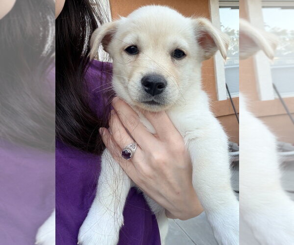 Medium Photo #1 Mutt Puppy For Sale in Dana Point, CA, USA