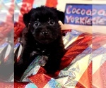 Small #8 Yorkshire Terrier