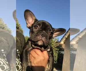 Medium French Bulldog