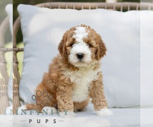 Bernedoodle (Miniature) Puppy for sale in NARVON, PA, USA