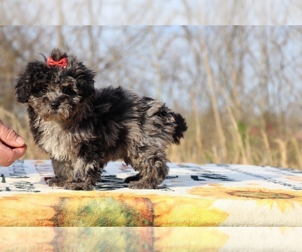 Medium Photo #3 ShihPoo Puppy For Sale in DYERSBURG, TN, USA