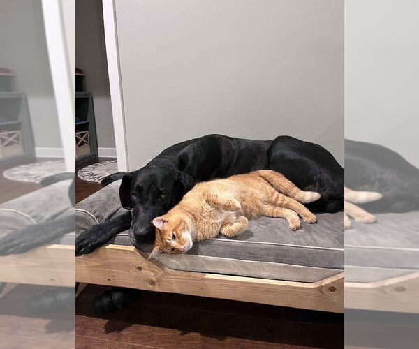 Medium Photo #3 Great Dane Puppy For Sale in Bullard, TX, USA