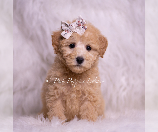 Medium Photo #56 Goldendoodle (Miniature) Puppy For Sale in WARSAW, IN, USA