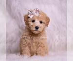 Small Photo #56 Goldendoodle (Miniature) Puppy For Sale in WARSAW, IN, USA