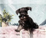 Small #1 Schnauzer (Miniature)