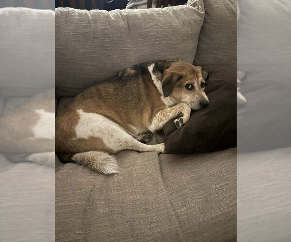 Medium Photo #4 Beagle-Redbone Coonhound Mix Puppy For Sale in Springdale, PA, USA