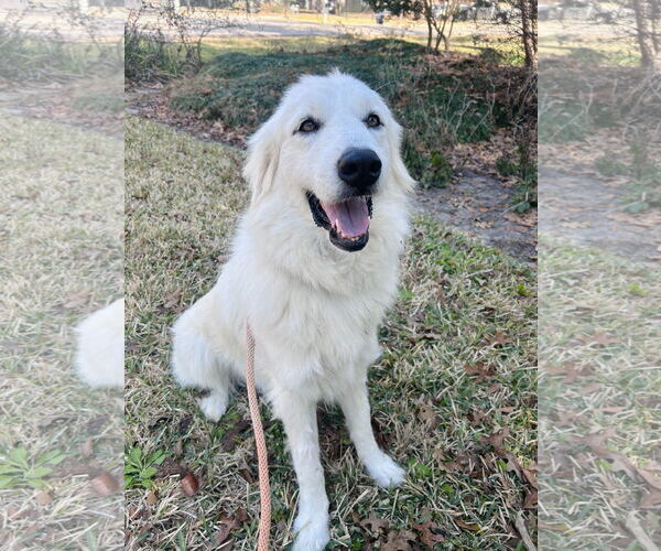 Medium Photo #2 Great Pyrenees Puppy For Sale in Spring, TX, USA