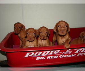 Vizsla Puppy for sale in AMORITA, OK, USA