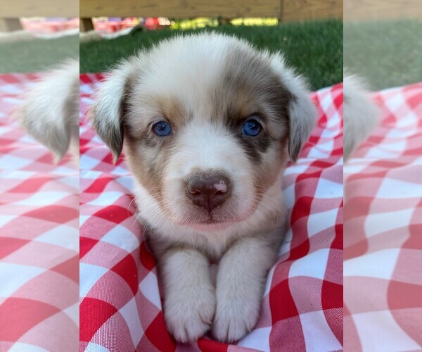 Medium Photo #5 Australian Shepherd Puppy For Sale in JEROMESVILLE, OH, USA