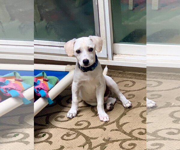 Medium Photo #4 Mutt Puppy For Sale in Santa Clarita, CA, USA