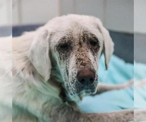 Labrenees Dogs for adoption in San Antonio, TX, USA