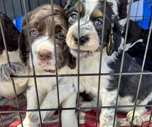 English Springer Spaniel Puppy for sale in YAKIMA, WA, USA